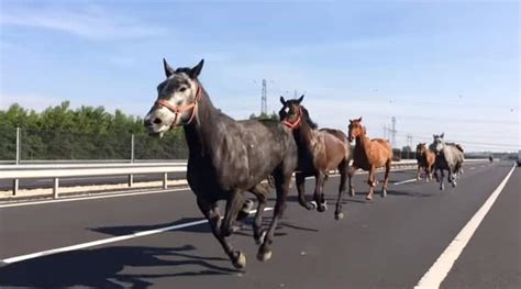 horse on a highway